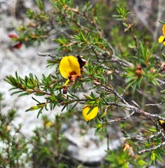 Pultenaea laxiflora