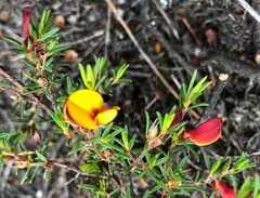 Pultenaea laxiflora