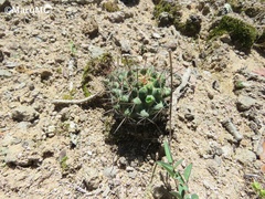 Coryphantha clavata