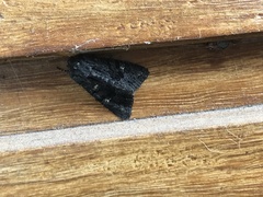 Neumichtis nigerrima