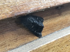 Neumichtis nigerrima