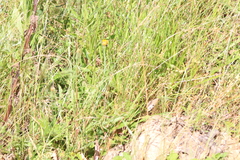 Heteronympha merope