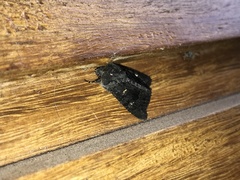 Neumichtis nigerrima