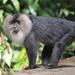 Lion-tailed Macaque - Photo (c) diegoreggianti, some rights reserved (CC BY-NC), uploaded by diegoreggianti