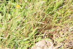 Heteronympha merope
