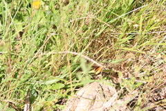 Heteronympha merope