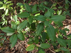 Rhododendron minus