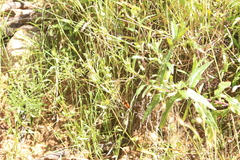 Heteronympha merope