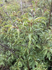 Heteropyxis natalensis