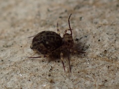 Ptenothrix