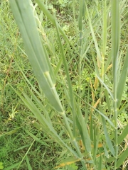 Phragmites mauritianus