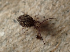 Ptenothrix