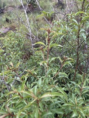 Heteropyxis natalensis