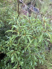 Heteropyxis natalensis