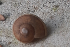 Ariophanta exilis