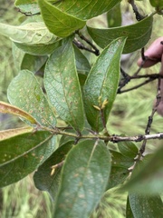 Combretum molle