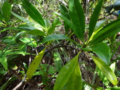 Eumachia oleoides