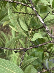 Combretum molle