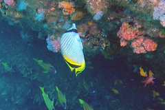 Chaetodon vagabundus