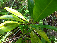 Eumachia oleoides