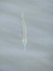 Tylosurus crocodilus