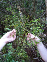 Exocarpos neocaledonicus