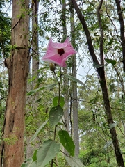 Hibiscus splendens