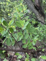 Erythroxylum delagoense