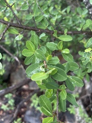 Erythroxylum delagoense