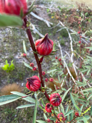 Hibiscus sabdariffa