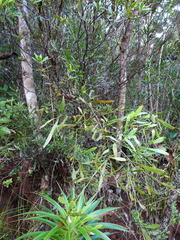 Exocarpos neocaledonicus