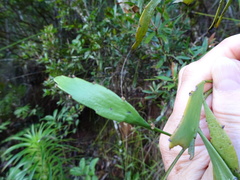 Exocarpos neocaledonicus