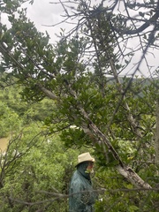 Hyperacanthus amoenus