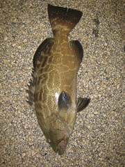 Mycteroperca bonaci