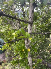 Hyperacanthus amoenus