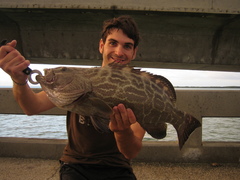 Mycteroperca bonaci