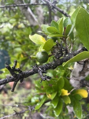 Hyperacanthus amoenus