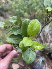 Cassipourea malosana