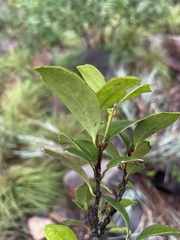 Cassipourea malosana