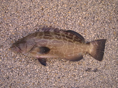 Mycteroperca bonaci
