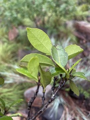 Cassipourea malosana