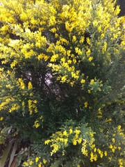 Genista stenopetala