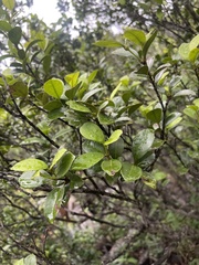 Cassipourea malosana