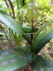 Garcinia amplexicaulis