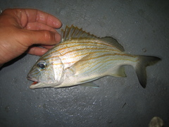 Haemulon carbonarium