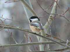 Poecile atricapillus