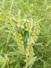 Eriosema psoraleoides