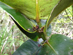 Garcinia amplexicaulis