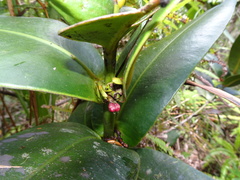 Garcinia amplexicaulis