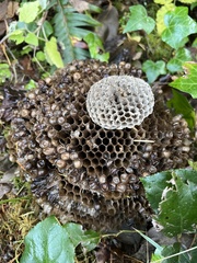 Mischocyttarus flavitarsis